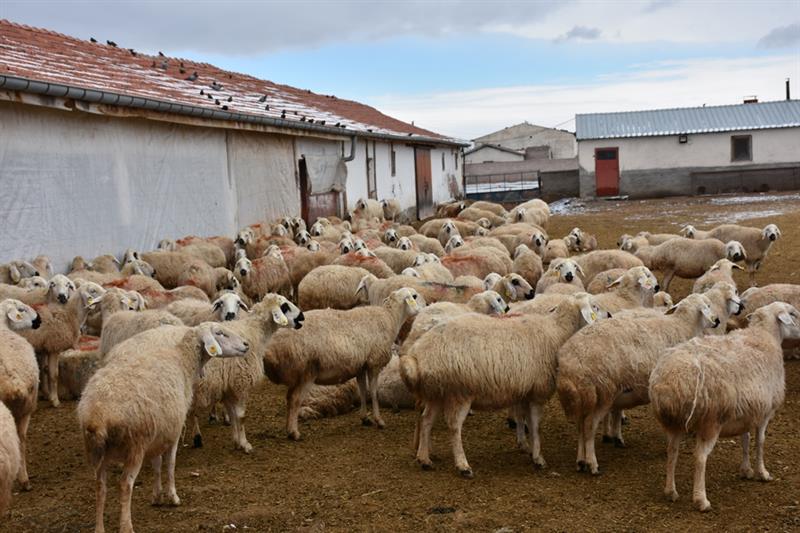 anaç koyun desteği sayımı için Aksaray iline bağlı Yapılcan Köyünde çalışmalarda bulundular.