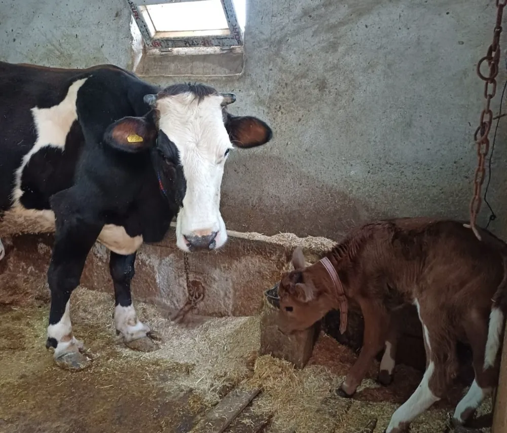 Aksaray Üniversitesi’nden genetik  devrim: Süt alerjenini taşımayan buzağılar doğdu
